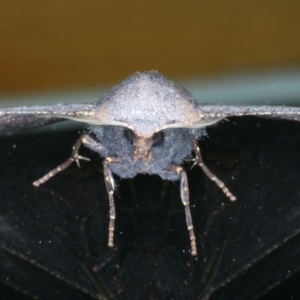 Amphiclasta lygaea at Ainslie, ACT - 26 Aug 2021