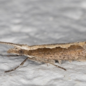 Plutella xylostella at Melba, ACT - 22 Aug 2021