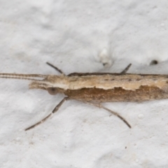 Plutella xylostella at Melba, ACT - 22 Aug 2021