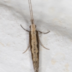 Plutella xylostella at Melba, ACT - 22 Aug 2021