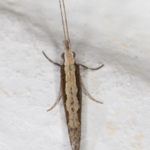 Plutella xylostella at Melba, ACT - 22 Aug 2021