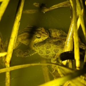 Crinia signifera at Kambah, ACT - 27 Aug 2021