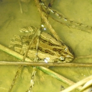 Crinia signifera at Kambah, ACT - 27 Aug 2021