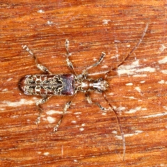 Tessaromma undatum (Velvet eucalypt longhorn beetle) at Ainslie, ACT - 26 Aug 2021 by jb2602