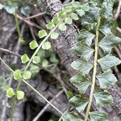 Asplenium flabellifolium (Necklace Fern) at Majura, ACT - 28 Aug 2021 by JaneR