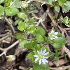 Stellaria media (Common Chickweed) at Majura, ACT - 28 Aug 2021 by JaneR