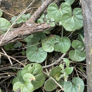 Dichondra repens at Majura, ACT - 28 Aug 2021