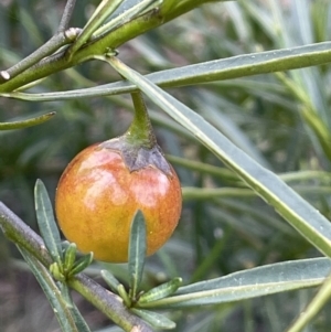 Solanum linearifolium at Majura, ACT - 28 Aug 2021 01:59 PM