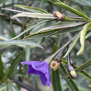 Solanum linearifolium at Majura, ACT - 28 Aug 2021 01:59 PM