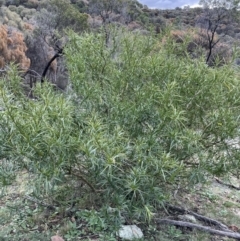 Solanum linearifolium at Majura, ACT - 28 Aug 2021