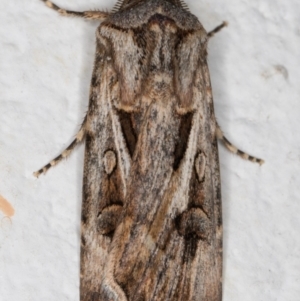 Agrotis munda at Melba, ACT - 27 Aug 2021