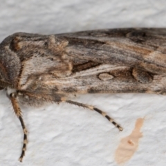 Agrotis munda at Melba, ACT - 27 Aug 2021