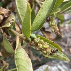 Phytolacca octandra (Inkweed) at Majura, ACT - 28 Aug 2021 by JaneR