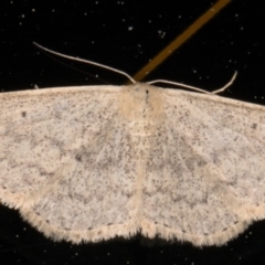 Scopula optivata (Varied Wave) at Melba, ACT - 27 Aug 2021 by kasiaaus