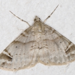 Syneora hemeropa (Ring-tipped Bark Moth) at Melba, ACT - 27 Aug 2021 by kasiaaus