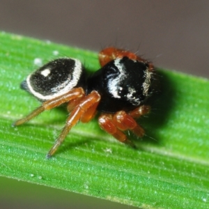 Zenodorus orbiculatus at Magnetic Island, QLD - 21 Apr 2017 12:30 PM