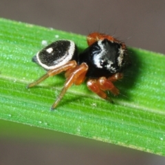 Zenodorus orbiculatus at Magnetic Island, QLD - 21 Apr 2017 12:30 PM