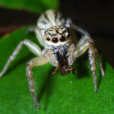 Opisthoncus sp. (genus) at Horseshoe Bay, QLD - 20 Apr 2017 by Harrisi