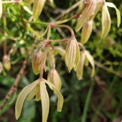 Clematis leptophylla (Small-leaf Clematis, Old Man's Beard) at Cook, ACT - 25 Aug 2021 by drakes