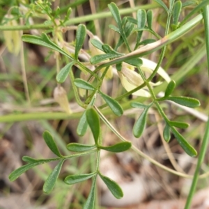 Clematis leptophylla at Cook, ACT - 25 Aug 2021