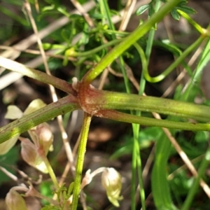 Clematis leptophylla at Cook, ACT - 25 Aug 2021