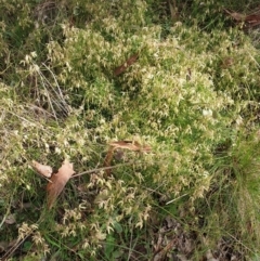 Clematis leptophylla at Cook, ACT - 25 Aug 2021