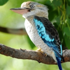 Dacelo leachii (Blue-winged Kookaburra) at Town Common, QLD - 24 Apr 2017 by Harrisi