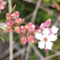 Leucopogon virgatus (Common Beard-heath) at Cook, ACT - 28 Aug 2021 by drakes