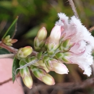 Leucopogon virgatus at Cook, ACT - 28 Aug 2021