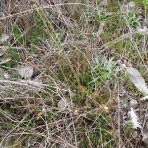 Leucopogon virgatus at Cook, ACT - 28 Aug 2021