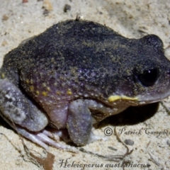 Heleioporus australiacus (Giant Burrowing Frog) at Blue Mountains National Park, NSW - 31 Dec 2015 by PatrickCampbell