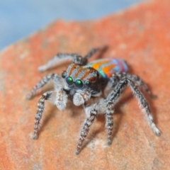 Maratus tasmanicus (Tasmanian Peacock Spider) at Dimboola, VIC - 29 Oct 2017 by Harrisi