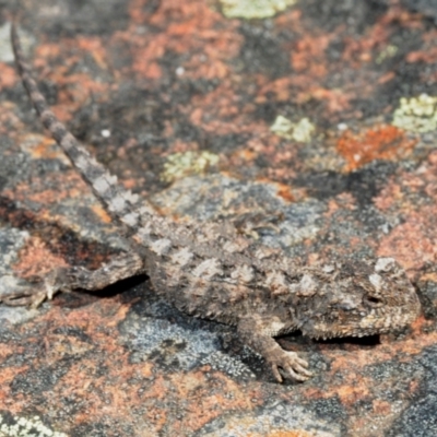 Rankinia diemensis (Mountain Dragon) at Mafeking, VIC - 26 Oct 2017 by Harrisi