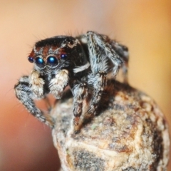 Maratus proszynskii (Peacock spider) at Mafeking, VIC - 30 Oct 2017 by Harrisi