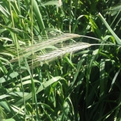 Hordeum sp. (A Barley Grass) at Wamboin, NSW - 22 Aug 2021 by natureguy