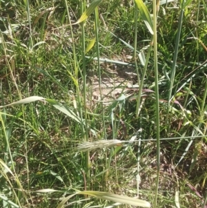 Hordeum sp. at Wamboin, NSW - 22 Aug 2021 12:15 PM