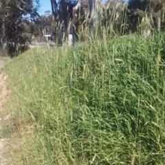 Hordeum sp. at Wamboin, NSW - 22 Aug 2021 12:15 PM