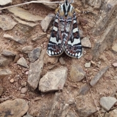 Apina callisto (Pasture Day Moth) at Googong Foreshore - 6 Apr 2021 by natureguy