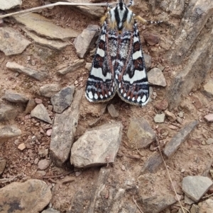 Apina callisto at Burra, NSW - 6 Apr 2021 11:14 AM