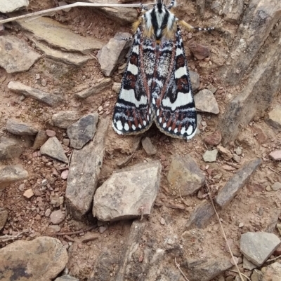 Apina callisto (Pasture Day Moth) at Googong Foreshore - 6 Apr 2021 by natureguy