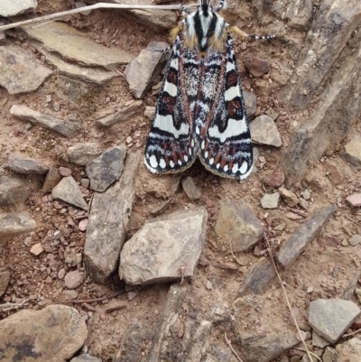 Apina callisto (Pasture Day Moth) at Burra, NSW - 6 Apr 2021 by natureguy