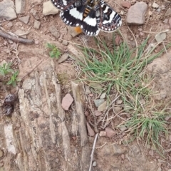 Apina callisto at Burra, NSW - 6 Apr 2021 11:14 AM