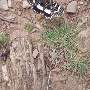 Apina callisto at Burra, NSW - 6 Apr 2021