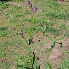 Verbena incompta (Purpletop) at Wamboin, NSW - 16 Feb 2021 by natureguy