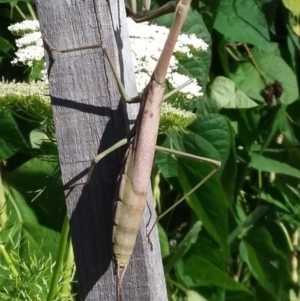 Archimantis sp. (genus) at Wamboin, NSW - 16 Feb 2021