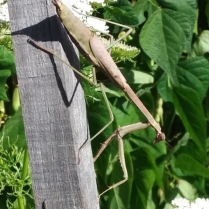 Archimantis sp. (genus) at Wamboin, NSW - 16 Feb 2021