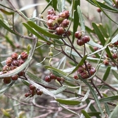 Dodonaea viscosa subsp. angustissima (Hop Bush) at Molonglo River Reserve - 28 Aug 2021 by ajlandford