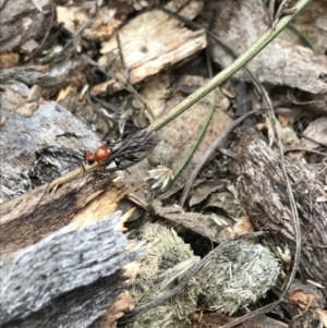 Ichneumonoidea (Superfamily) at Garran, ACT - 27 Aug 2021 01:46 PM