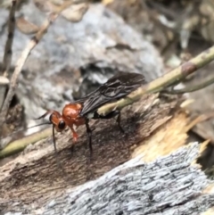 Ichneumonoidea (Superfamily) at Garran, ACT - 27 Aug 2021 01:46 PM