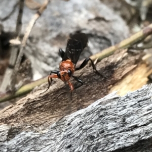 Ichneumonoidea (Superfamily) at Garran, ACT - 27 Aug 2021 01:46 PM